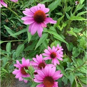 Meet your Posher, Shari